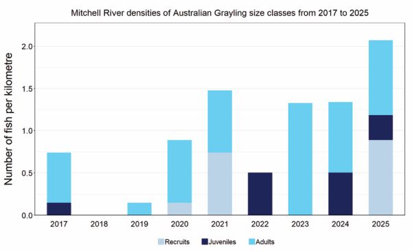 Australian Grayling Mitchell River  NFRC 2024